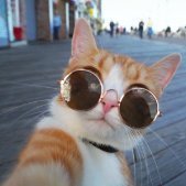 catman